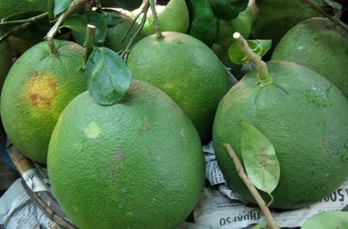 bưởi da xanh có chất gây ung thư