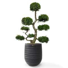 Cây Hoa Mai Chiếu Thủy Bonsai (Dáng mẹ bồng con) + Chậu composite Anber APOLLO + Tự tưới AWS