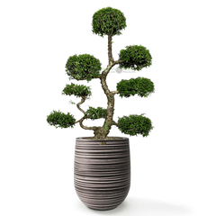 Cây Hoa Mai Chiếu Thủy Bonsai (Dáng mẹ bồng con) + Chậu composite Anber APOLLO + Tự tưới AWS