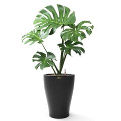 Cây Trầu Bà Nam Mỹ Monstera + Chậu composite tự tưới AWS Hera (Màu đá Basalt)