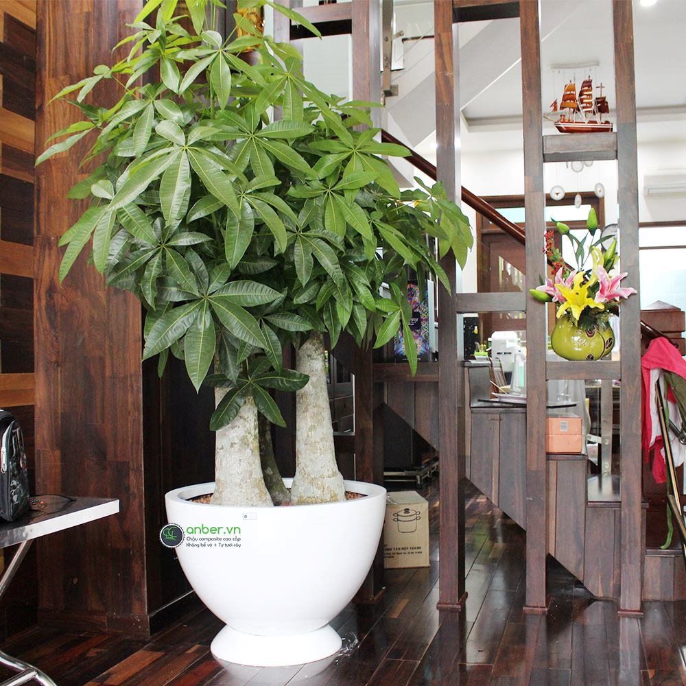 Chậu composite cao cấp Anber 1681 (Trắng bóng)