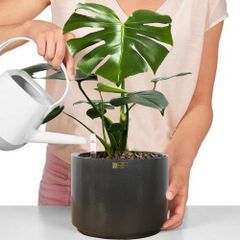 [ĐỂ BÀN] Cây Hạnh Phúc Bonsai + Chậu composite Anber HADES (Sơn Màu) + Tự tưới AWS