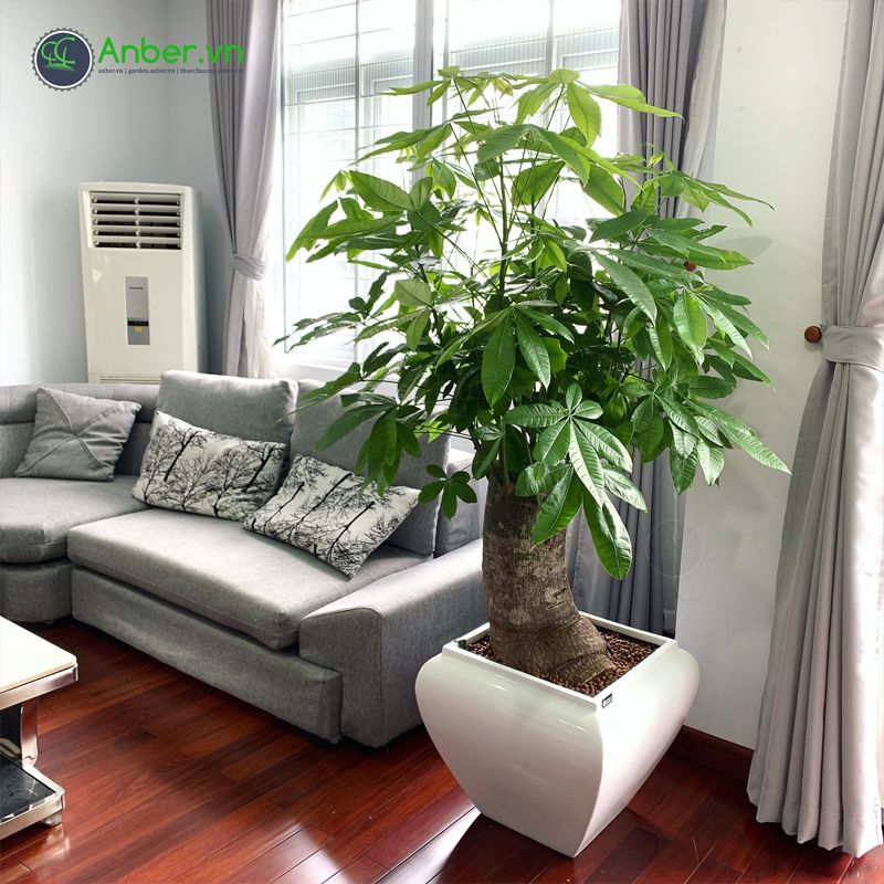 Chậu composite cao cấp Anber 1026