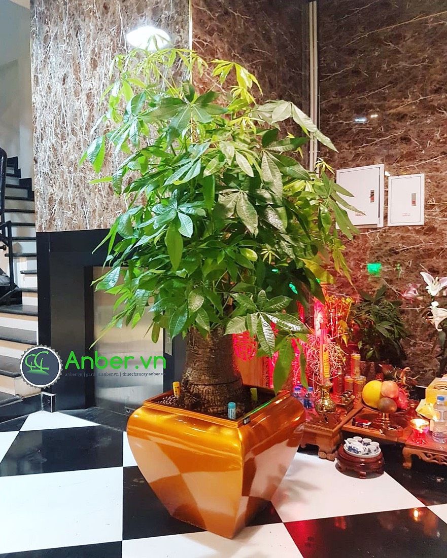 Chậu composite cao cấp Anber 1026