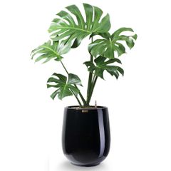 Cây Monstera + Chậu composite Anber APOLLO (Sơn màu) + Tự tưới AWS