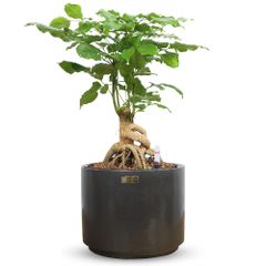 [ĐỂ BÀN] Cây Hạnh Phúc Bonsai + Chậu composite Anber HADES (Sơn Màu) + Tự tưới AWS