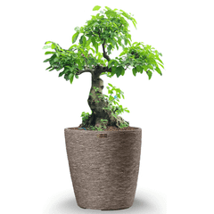 [GỐC ĐẠI] Cây Sung Bonsai + Chậu composite XXL VESTA (Màu đá Cliffs)