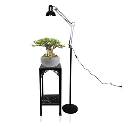 ĐỂ BÀN - Cây VIP MAI CHIẾU THỦY BONSAI (Gốc cổ thụ) + Chậu composite Anber PHANES (Màu giả đá Smartline)