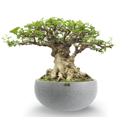 ĐỂ BÀN - Cây VIP MAI CHIẾU THỦY BONSAI (Gốc cổ thụ) + Chậu composite Anber PHANES (Màu giả đá Smartline)