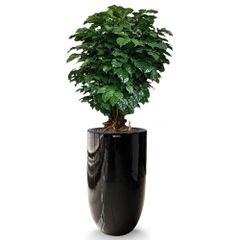 Cây Hạnh Phúc Bonsai + Chậu composite OLYMPUS (Sơn Màu) + Tự tưới AWS