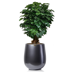 Cây Hạnh Phúc Bonsai + Chậu composite Anber APOLLO (Sơn màu) + Tự tưới AWS