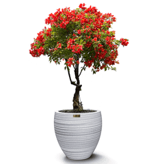 Cây Hoa Giấy Đỏ Lửa Bonsai + Chậu composite Anber TITAN (Màu đá Wood Rings)