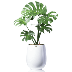 Cây Monstera + Chậu composite Anber APOLLO (Sơn màu) + Tự tưới AWS