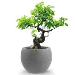 [GỐC TRUNG] Cây Sung Bonsai + Chậu composite XXL HELIOS (Màu đá Smartline)