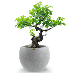 [GỐC TRUNG] Cây Sung Bonsai + Chậu composite XXL HELIOS (Màu đá Smartline)