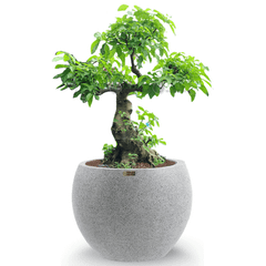 Tổng hợp chậu composite trồng cây sung bonsai