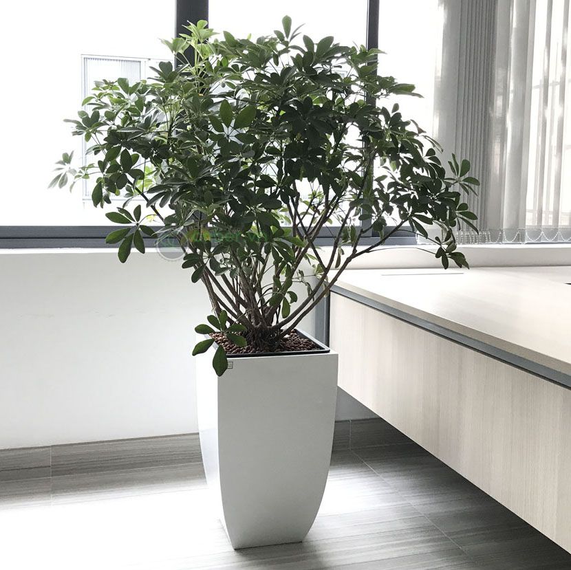 SALE Chậu composite cao cấp Anber 1021 - Trắng bóng - W45xH71cm - Còn 1