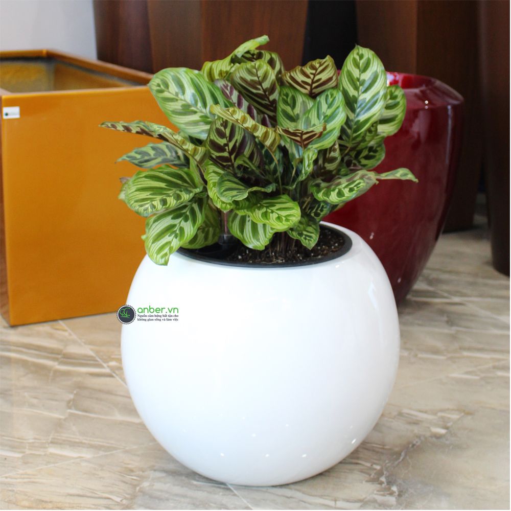 Chậu composite cao cấp Anber 1091