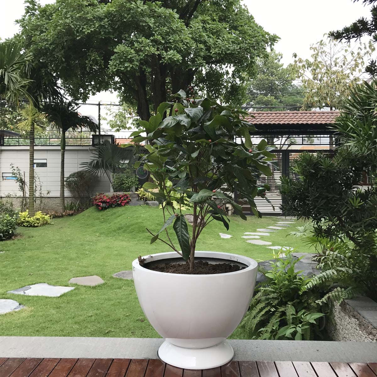 Chậu composite cao cấp Anber 1681 (Trắng bóng)