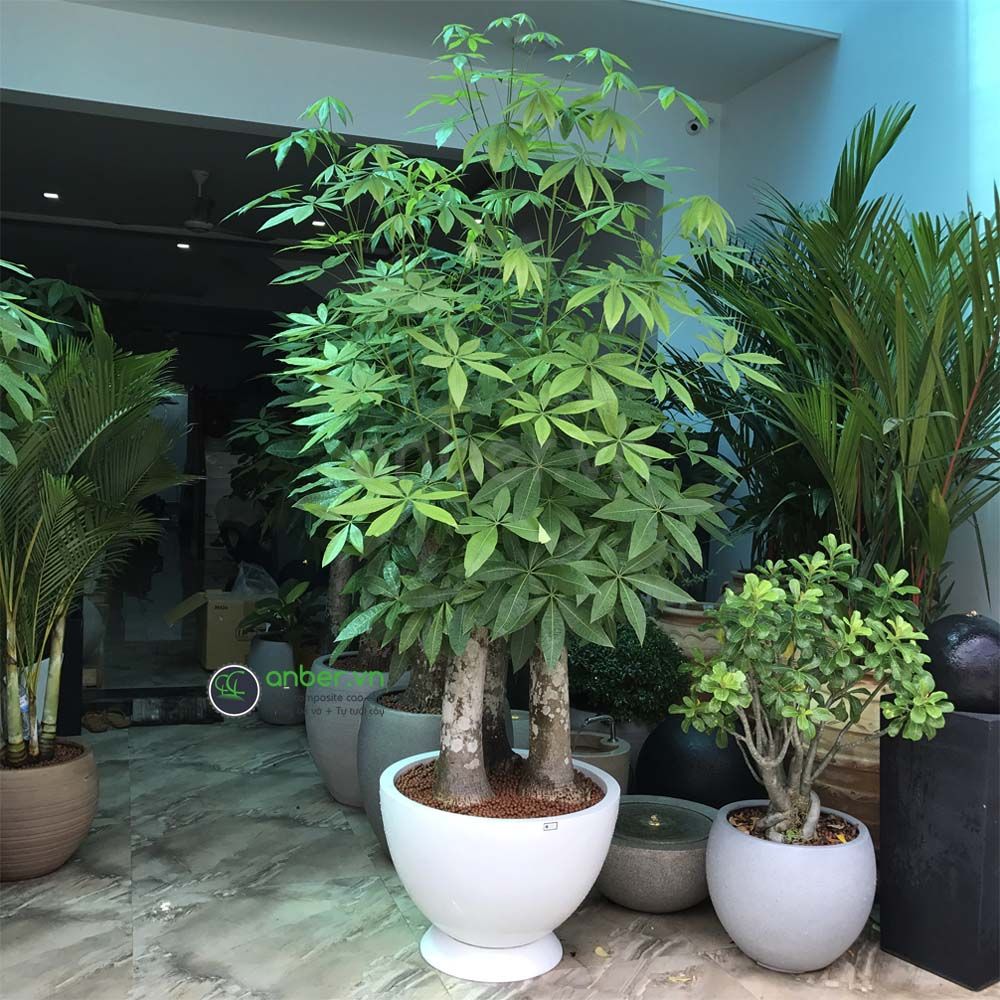 Chậu composite cao cấp Anber 1681 (Trắng bóng)