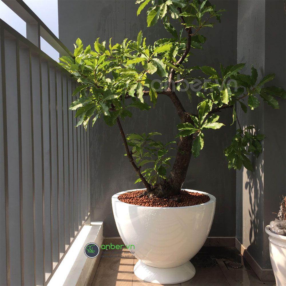 Chậu composite cao cấp Anber 1681 (Trắng bóng)