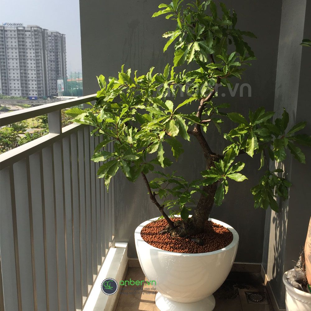 Chậu composite cao cấp Anber 1681 (Trắng bóng)