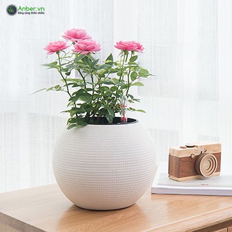 SALE Chậu cây để bàn cao cấp Venice + Tự tưới AWS