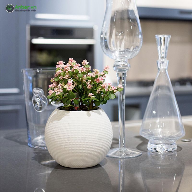 SALE Chậu cây để bàn cao cấp Venice + Tự tưới AWS