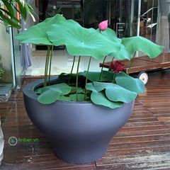 Chậu composite Anber LOTUS (Sơn Màu)