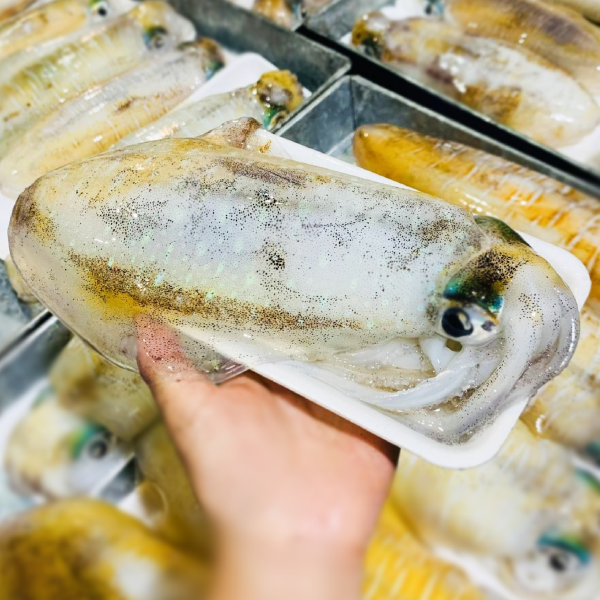 Mực Lá Câu