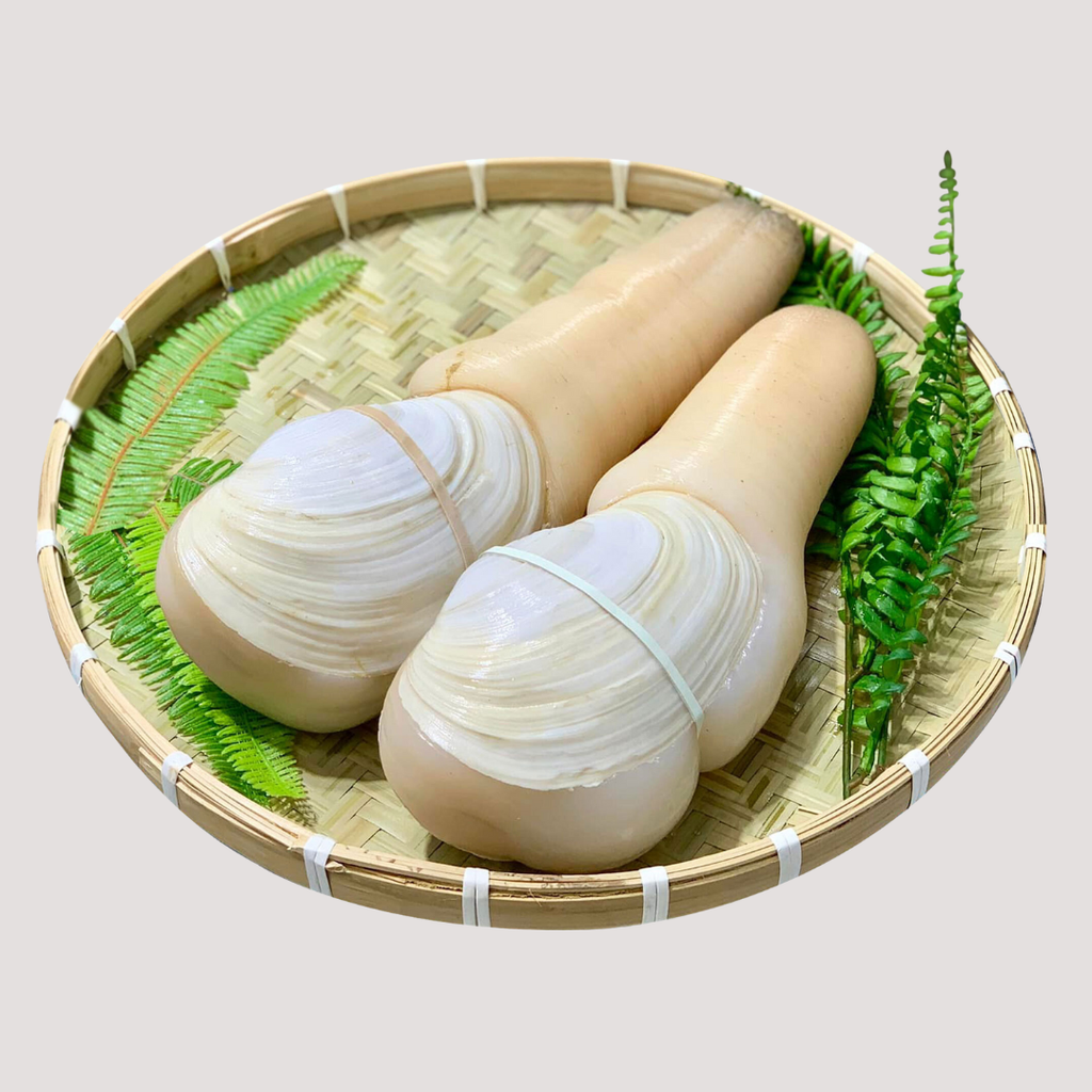 Ốc Vòi Voi Sống