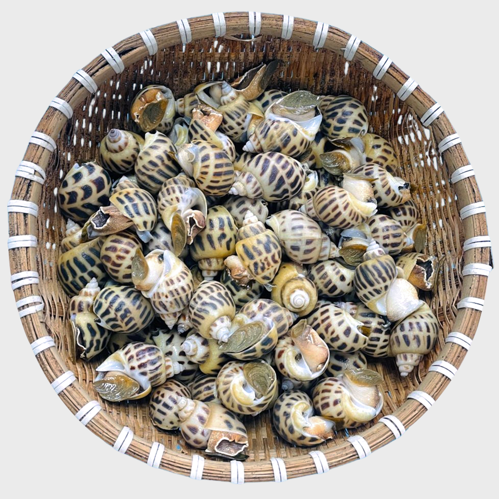 Ốc Hương Sống (Size 40 - 50 con)