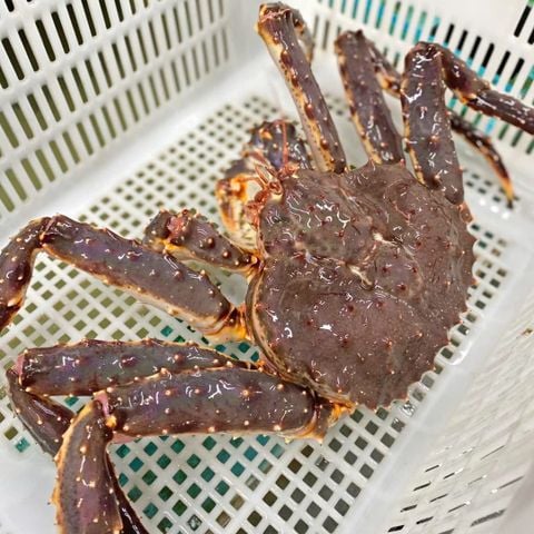 Cua Hoàng Đế - King Crab Đỏ Sống