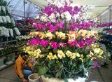 Hạt giống Lan Hồ Điệp - Nhiều màu