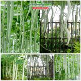 Hạt Giống Mướp Nhật quà dài (Mướp rắn)