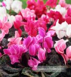 Hạt Giống Hoa Anh Thảo Mix F1