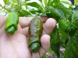 Hạt Giống Ớt Cu Tí - Ớt Peter (Đức)