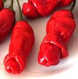 Hạt Giống Ớt Cu Tí - Ớt Peter (Đức)