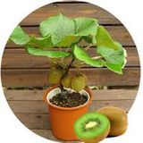  Hạt giống Kiwi 30 hạt 