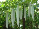 Hạt Giống Mướp Nhật quà dài (Mướp rắn)