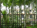 Hạt Giống Mướp Nhật quà dài (Mướp rắn)