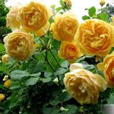  Hoa hồng leo Pháp mix nhiều màu 
