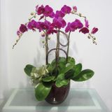 Hạt giống Lan Hồ Điệp - Nhiều màu