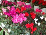 Hạt Giống Hoa Anh Thảo Mix F1