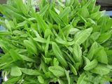 Hạt giống Cải Nhíp đăc sản Sóc Trăng F1 - 10g