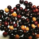 Hạt giống Đậu rồng cao sản 10g