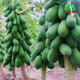 Hạt giống Đu Đủ lùn siêu trái - 3 hạt