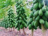 Hạt giống đu đủ Đài Loan cao sản F1 - 20 hạt ( ruột đỏ, ruột vàng)