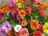 Hạt giống hoa mười giờ mỹ kép mix màu - 200 hạt
