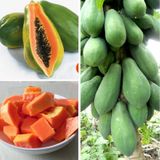 Hạt giống đu đủ Đài Loan cao sản F1 - 20 hạt ( ruột đỏ, ruột vàng)